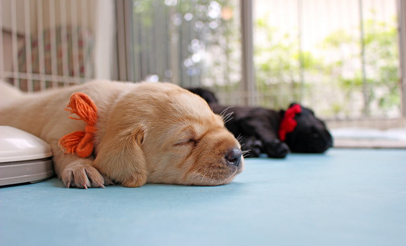 安らぐ子犬