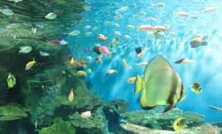 魚がなつく方法【魚は飼い主の顔まで覚える】